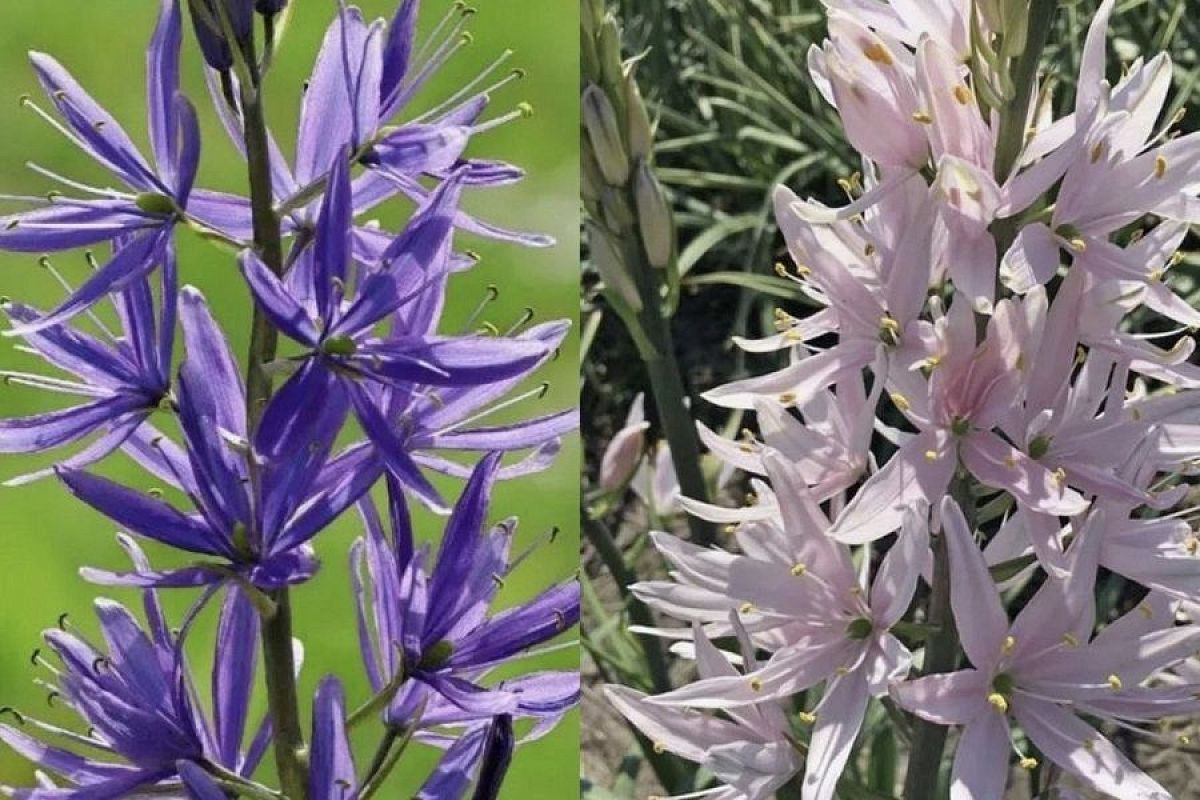 Камассия: красота диких цветов в вашем саду