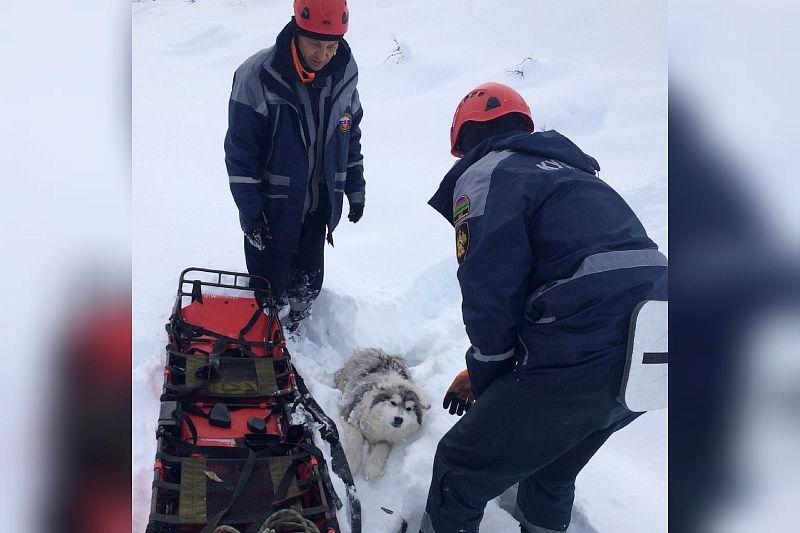 Спасатели помогли замерзающей в снегу собаке с переломом лапы