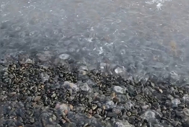 Эксперт назвал возможную причину массовой гибели медуз в Анапе