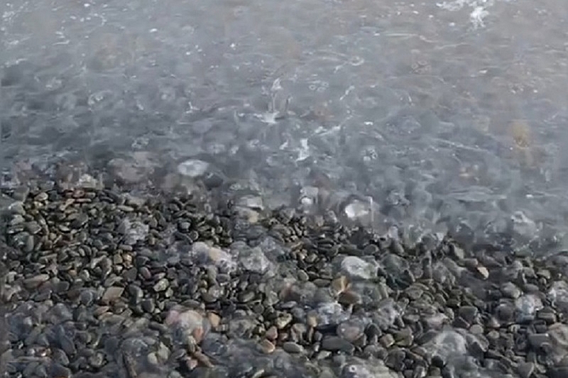 Эксперт назвал возможную причину массовой гибели медуз в Анапе
