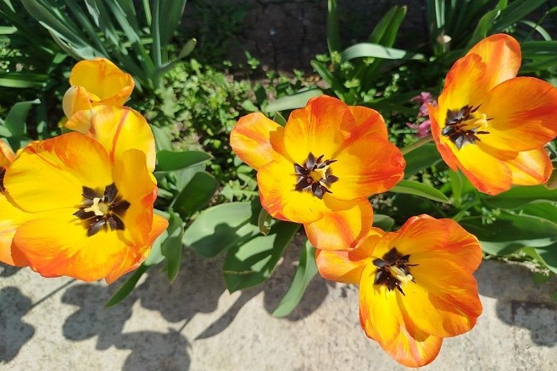 Надо ли обрезать листья тюльпанов после цветения: специалист ответил на главный вопрос весны