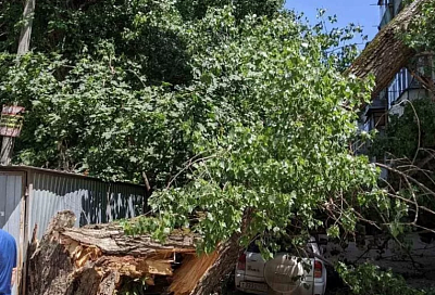 Мэр Краснодара назвал вопиющей ситуацию с падением деревьев в городе