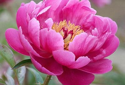 Пурпурные облака, алые чаши и громадные цветы: многолетние растения, которые преображают садовый ландшафт