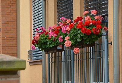 Нормально живут без полива: садовод назвала максимально неприхотливые цветы, которые долго могут обходиться без воды