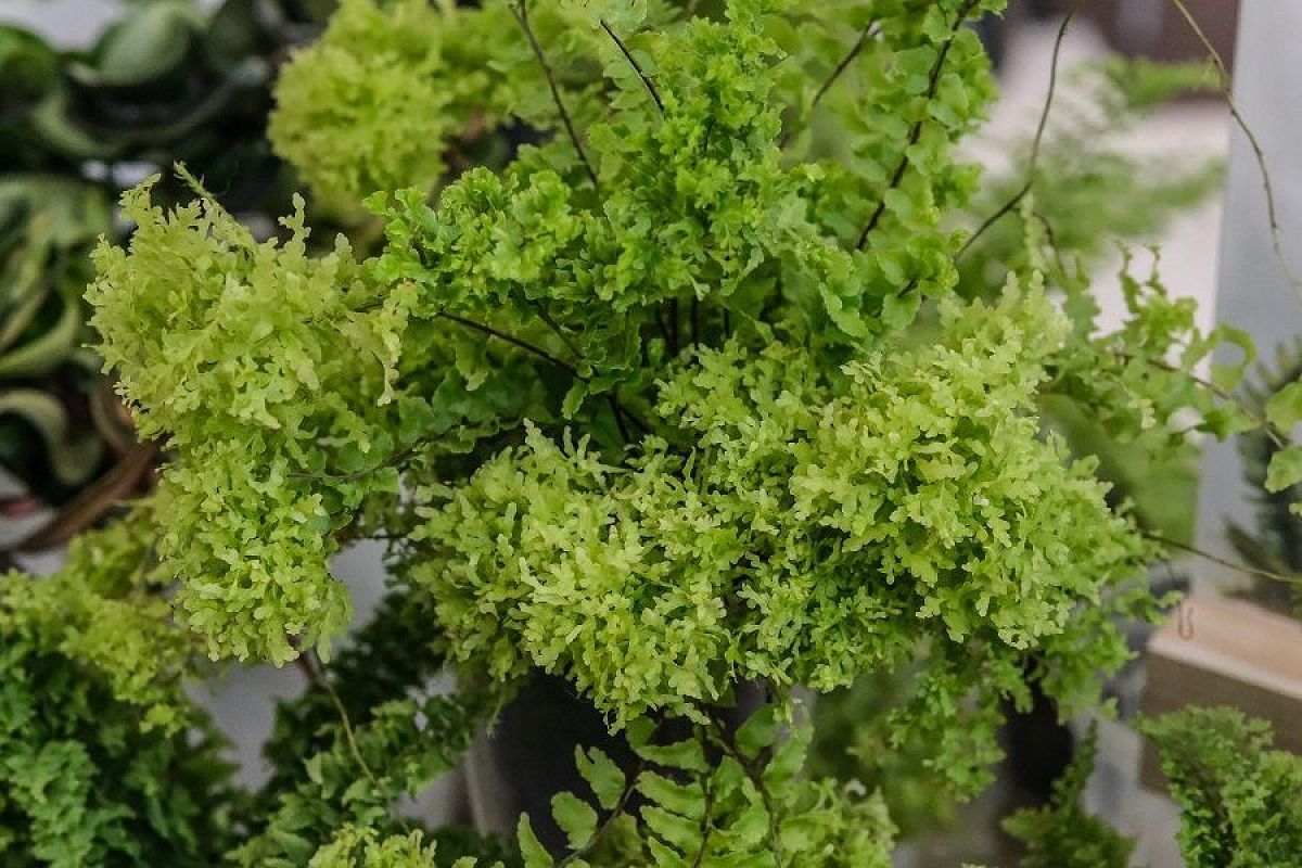 Живородящий папоротник с мимимишными «помпончиками» – новинка для коллекционеров