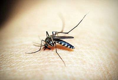 Комары больше не кусают: домашние средства и рецепты от насекомых