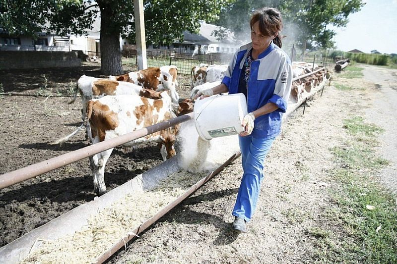 140 млн рублей выделили на гранты семейным животноводческим фермам из бюджета Краснодарского  края