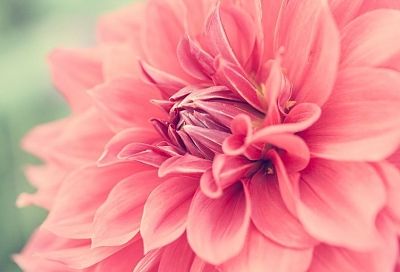 Любят тепло и «покушать»: как добиться от георгинов пышного цветения