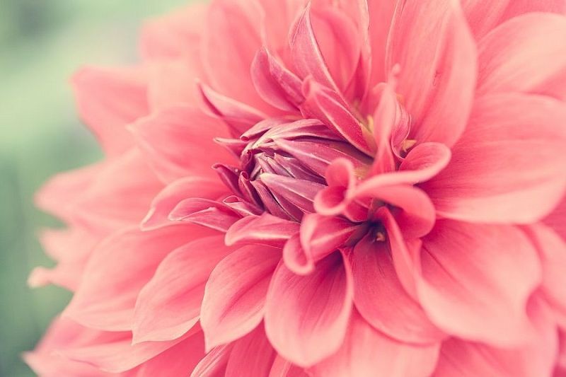 Любят тепло и «покушать»: как добиться от георгинов пышного цветения