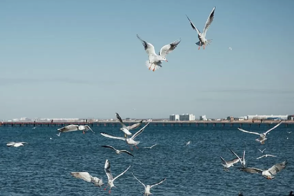 Черное море начало прогреваться из-за аномального потепления