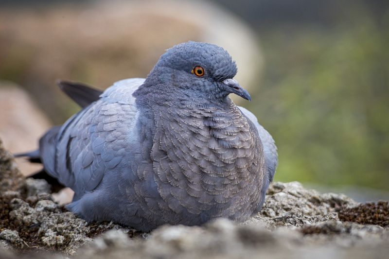 Названа причина массовой гибели диких голубей на Кубани