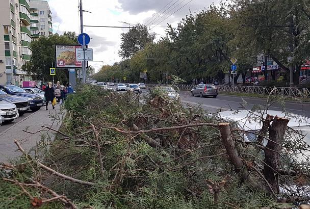 Власти Краснодара нашли тех, кто изуродовал деревья на ул. Атарбекова