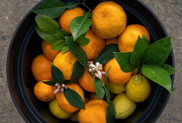Мандарины, апельсины, лимоны: ученые в Сочи собрали урожай с опытных растений цитрусовых 