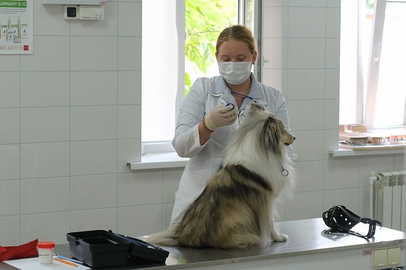 Клинический осмотр собаки проводит Евгения Колотова.