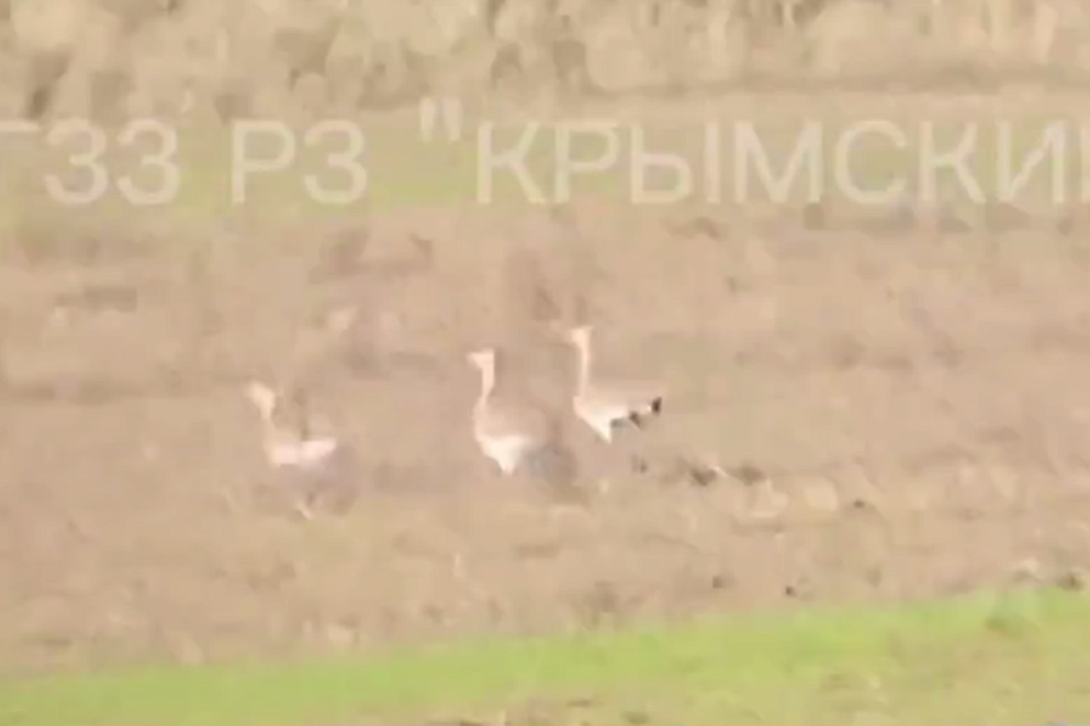 Семь краснокнижных дроф сняли на видео в Краснодарском крае