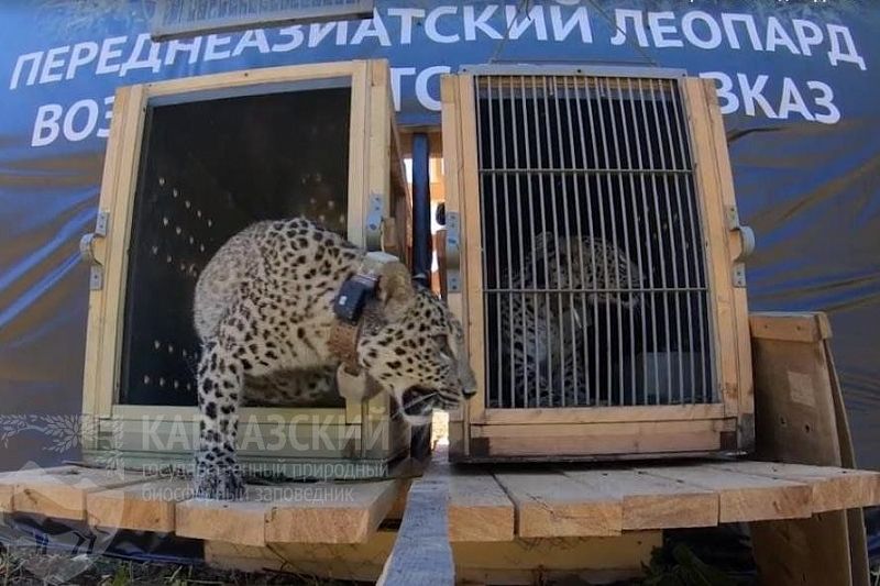 Выпущенные на волю леопарды осваиваются в Кавказском заповеднике