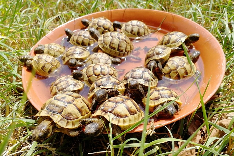 Около 500 краснокнижных черепах выпущено на волю из анапского центра Гурашкиных