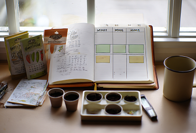 Перец и баклажан на рассаду сею вовремя: считаю от высадки — и получаю крепкие 60–70-дневные растения