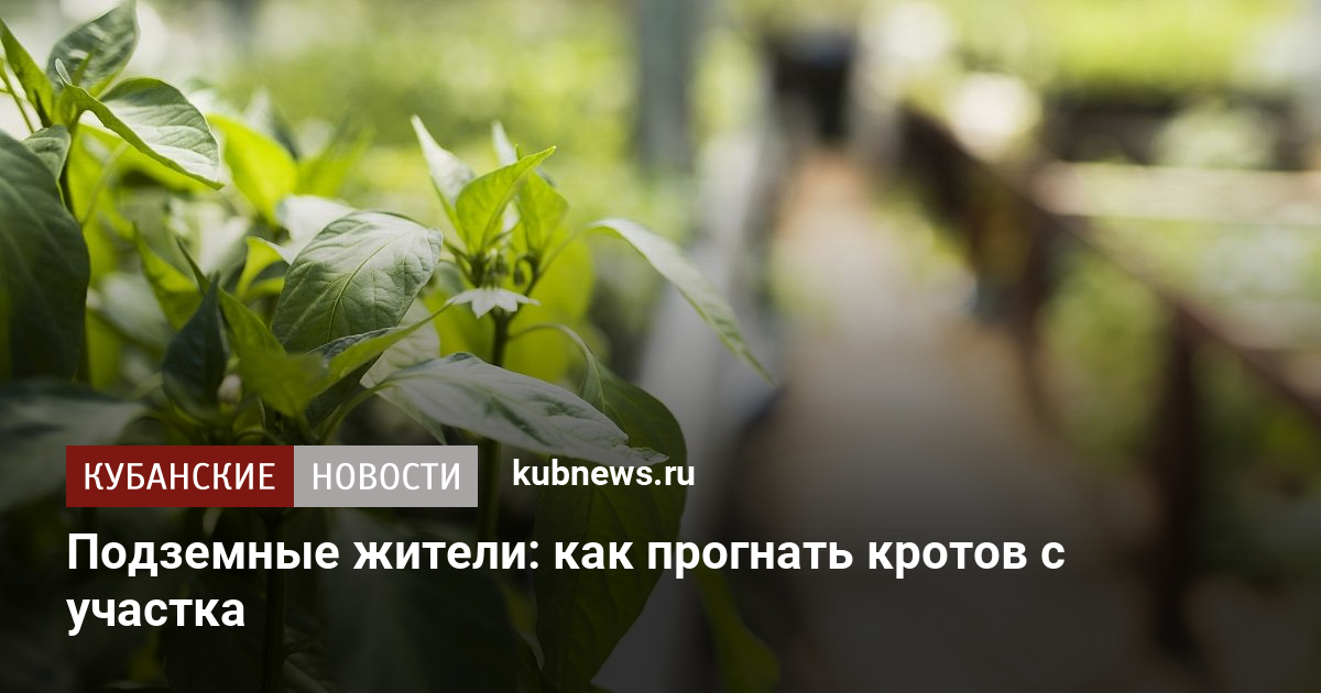 И не одного крота: проверенные способы избавления от кротов