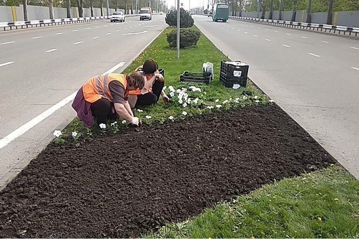 На краснодарских клумбах появятся 300 тыс. цветов