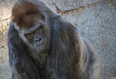 Новым лекарством от коронавируса вылечили горилл в зоопарке