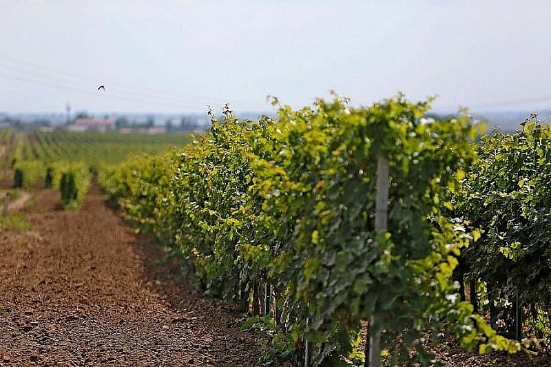Депутаты ЗСК на апрельской сессии рассмотрят законопроект о защите виноградопригодных земель от застройки