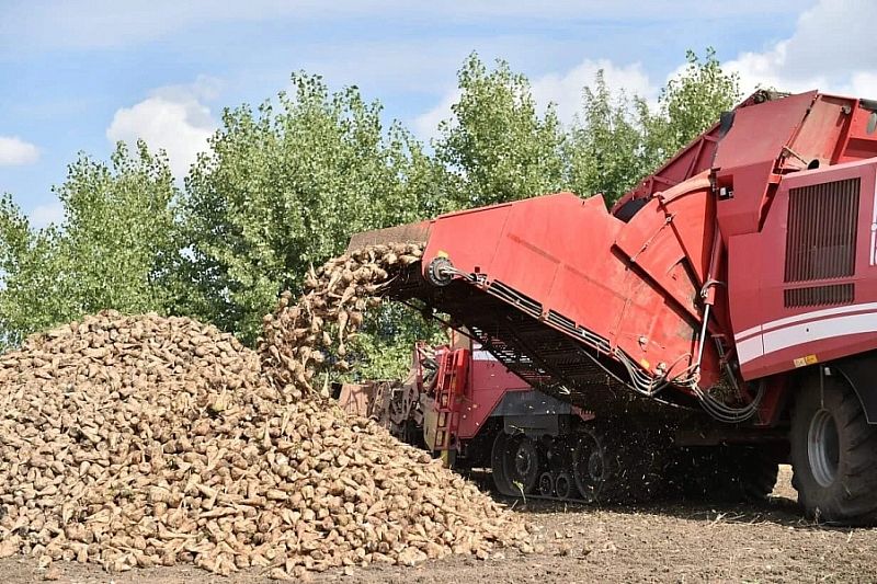 В Краснодарском крае собрали первый миллион тонн сахарной свеклы