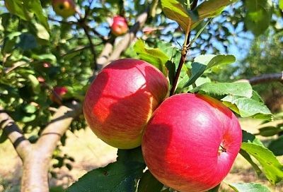 Осенняя подкормка деревьев: калийная соль по периметру кроны – корни не вымерзают