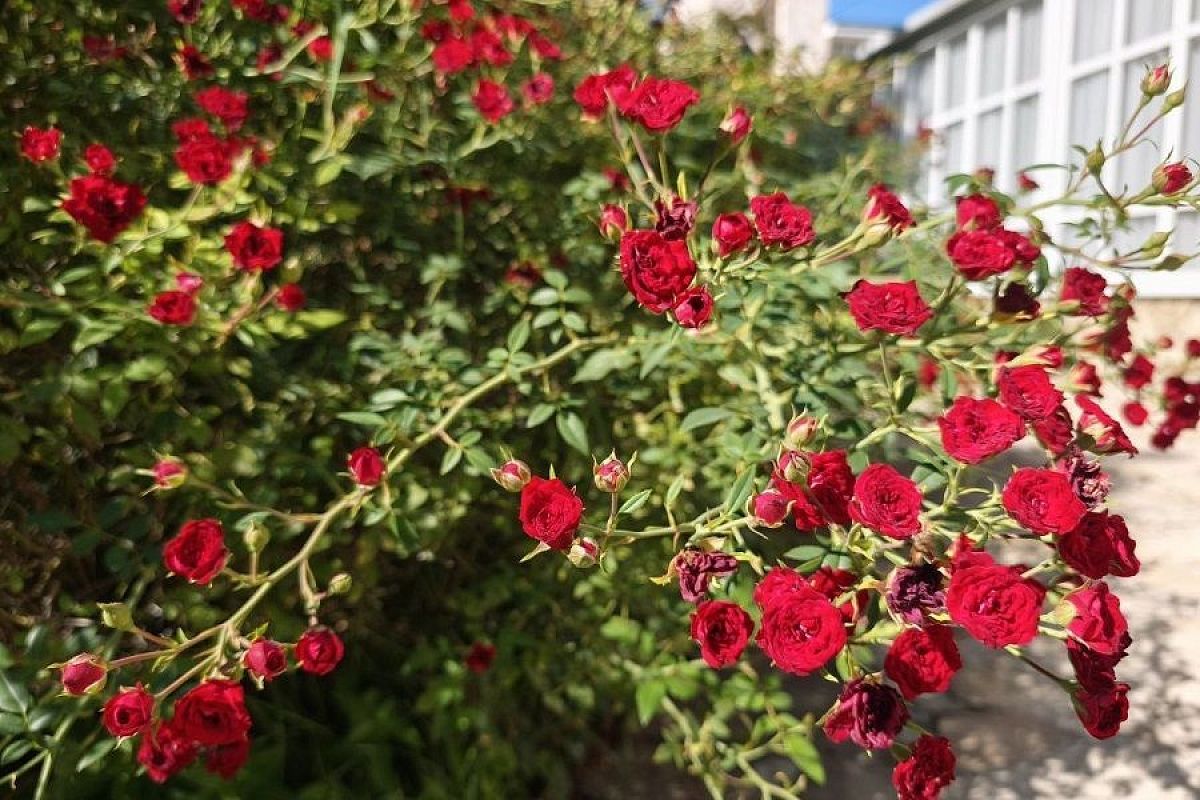 Салицилка и аммиак: недорогое и эффективное средство от пятнистостей на розах