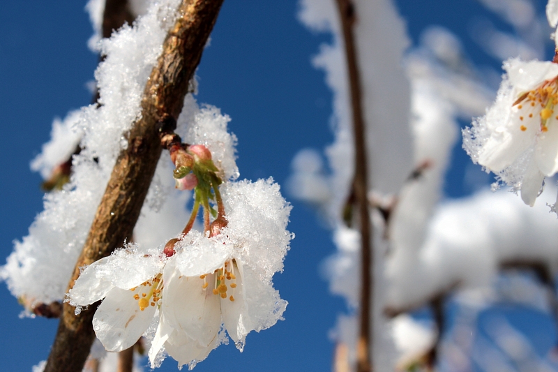 В Краснодарском крае с 10 по 12 апреля ожидаются заморозки
