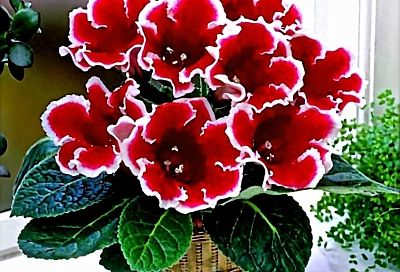 Вот как можно размножить глоксинию из одного листа: всего лишь один лист — и вы получите несколько клубней