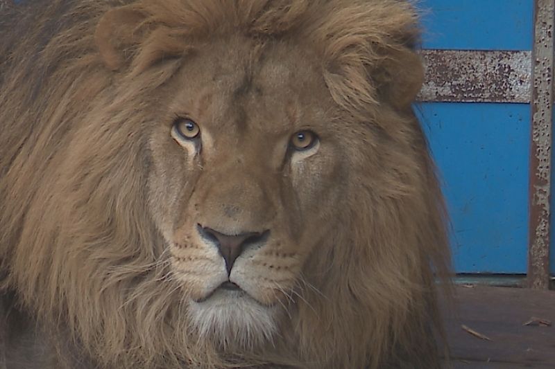 В Анапе у зоопарка конфисковали африканского льва Тиграна