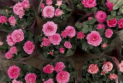 Ковер из роз в вашем саду: какой вид этих цветов обожают ландшафтные дизайнеры