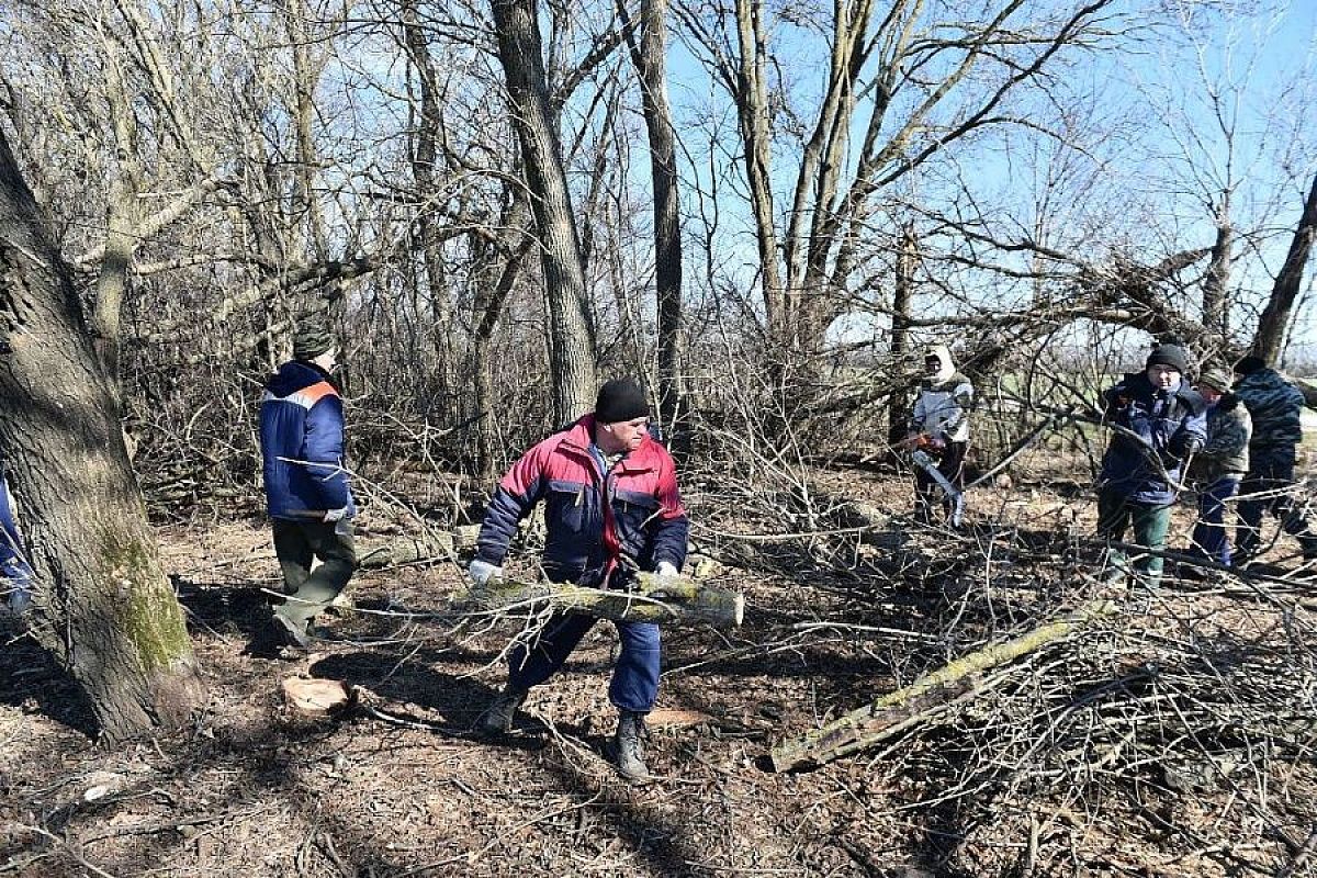 В Краснодарском крае аграрии будут отвечать за состояние лесополос, которые прилегают к их земле