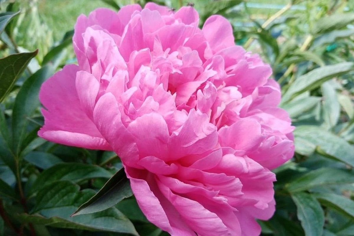 Многолетники в августе: сделайте это сейчас, и в следующем году ваш сад утонет в цветах