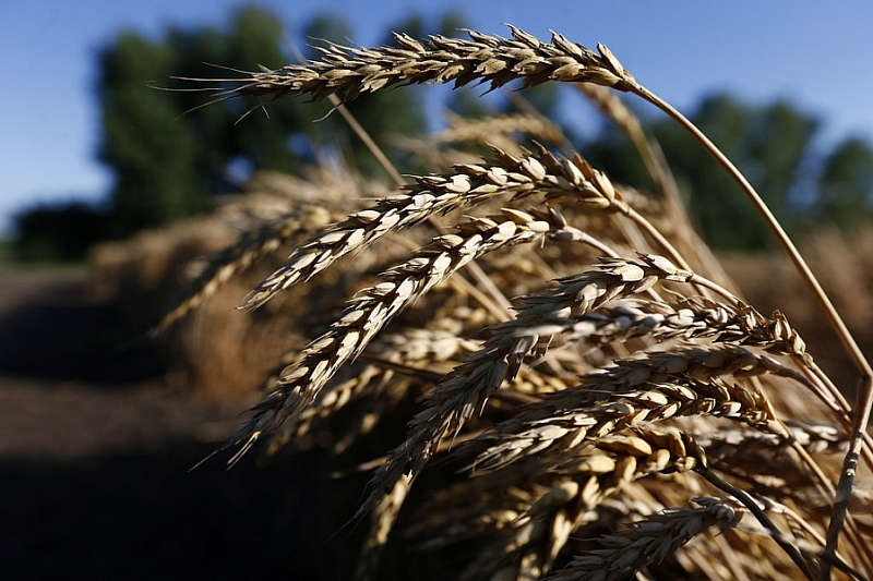 В Краснодарском крае собрали более 2 млн тонн зерна