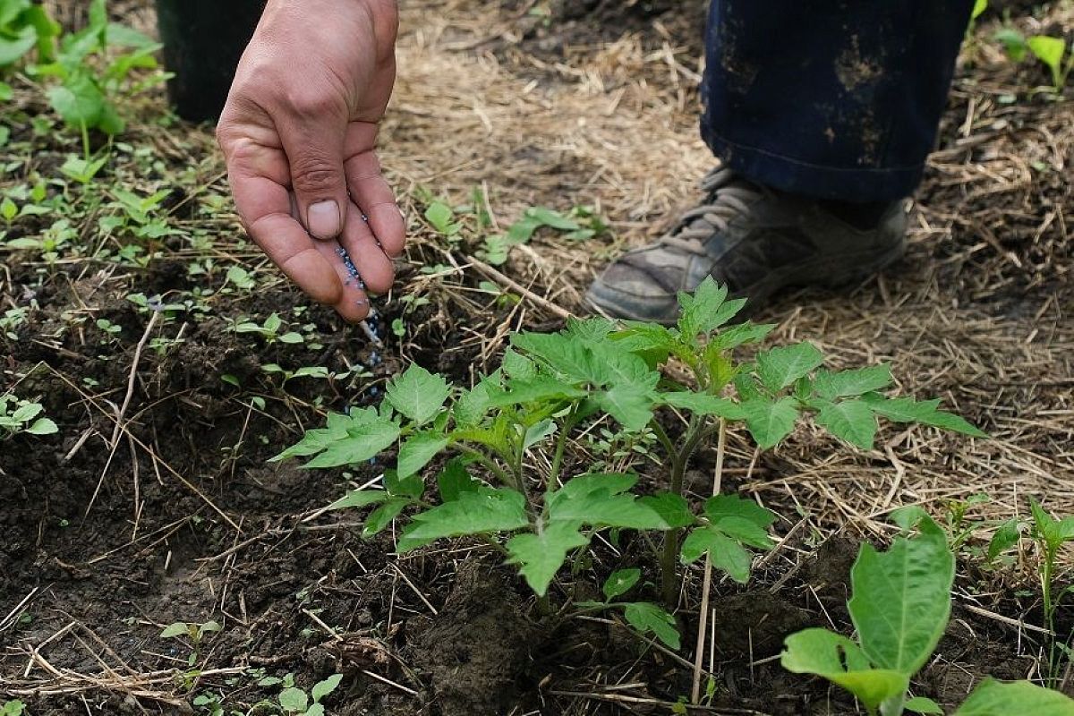 Чудодейственные гранулы: как правильно вносить микоризу, чтобы полностью раскрыть ее потенциал