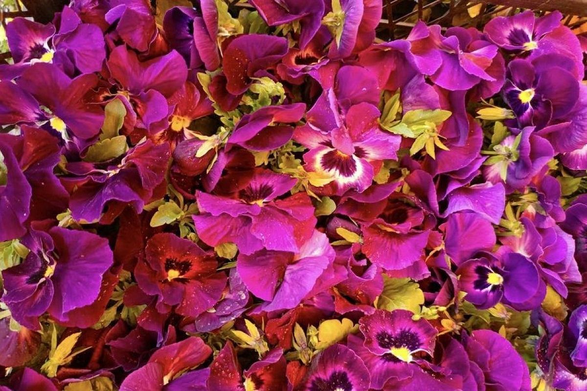 Ключ к раскрытию потенциала вашего сада: как фитогормоны помогут получить пышное цветение и богатый урожай