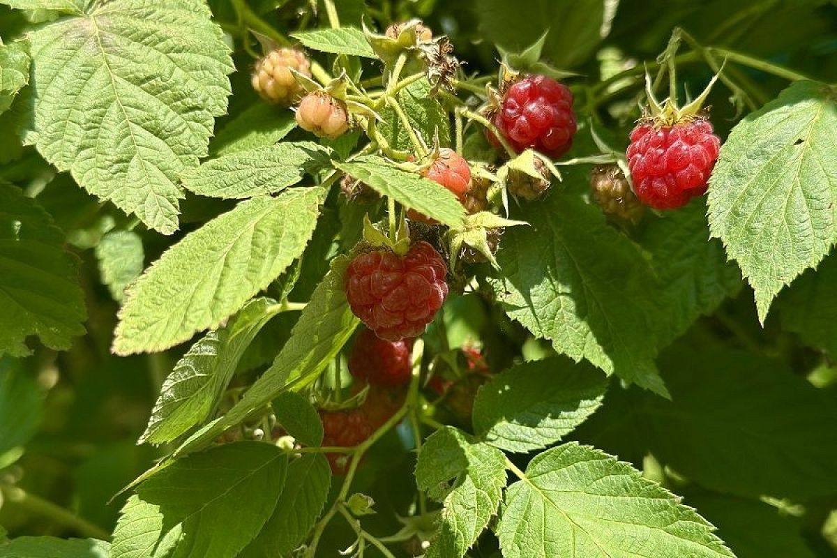 Подготовка малины к морозам: 6 шагов, которые обязательно делают осенью опытные садоводы
