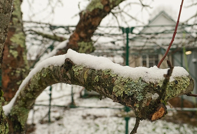 Защита сада от снега и ветра: как спасти деревья и оказать первую помощь