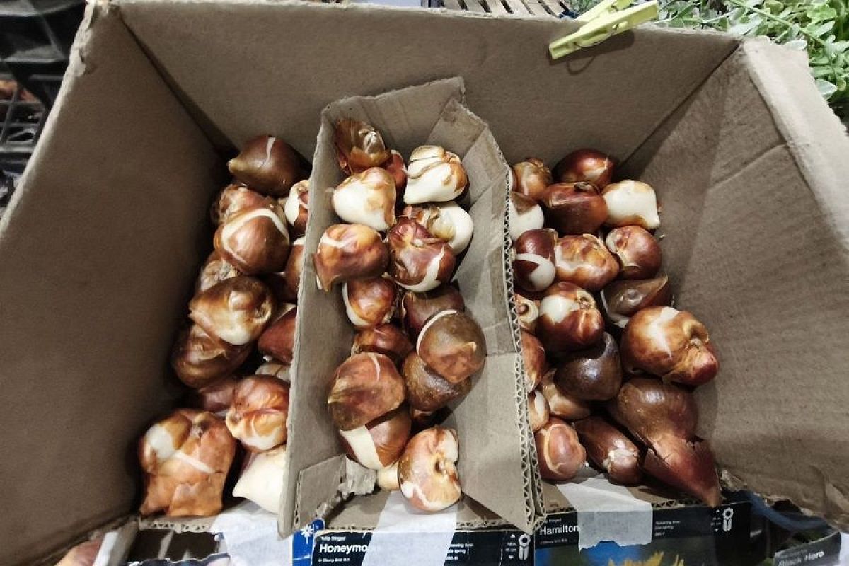 Тюльпаны на отдыхе: 3 способа помочь луковицам дождаться весны