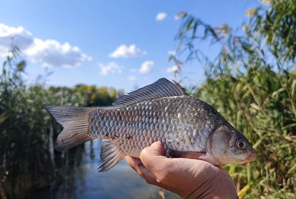 Где и какую рыбу ловят жители Краснодара