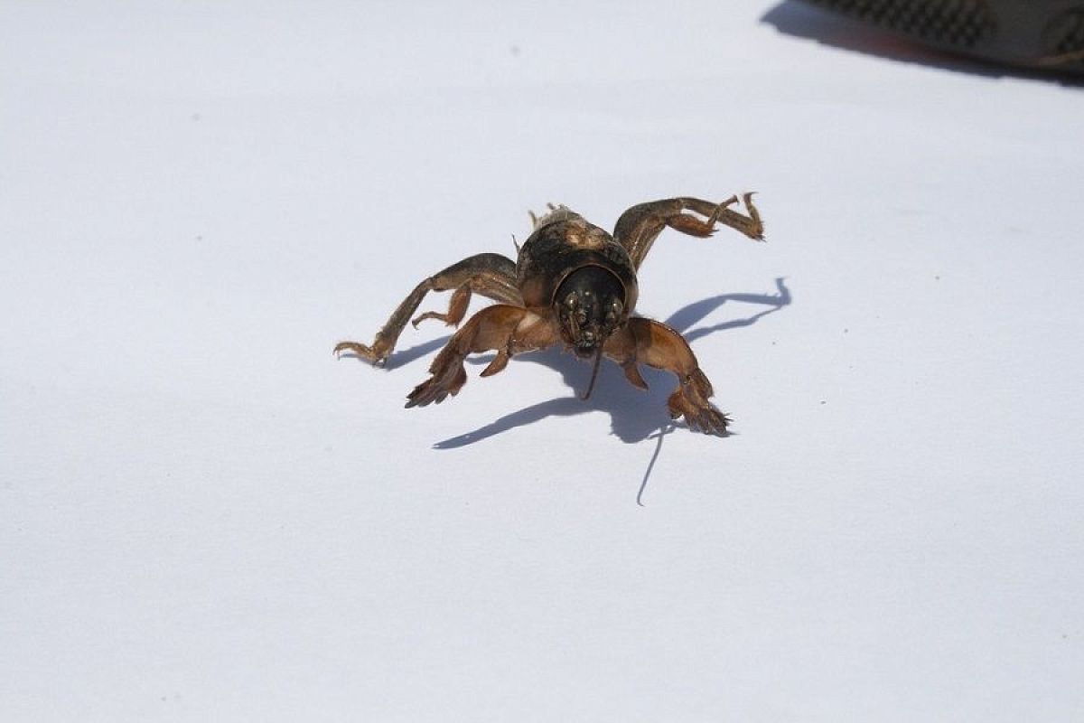 Медведка выходит из спячки: как защититься от прожорливого вредителя