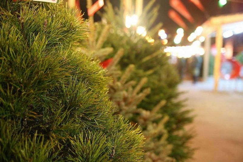 В преддверии Нового года в Краснодарском крае открылись 232 елочных базара