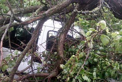 Огромное дерево раздавило микроавтобус во время грозы в станице Ленинградской