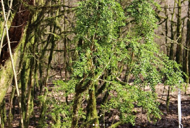 Около 10 тыс. кустов самшита высадят в лесах под Сочи в 2022 году