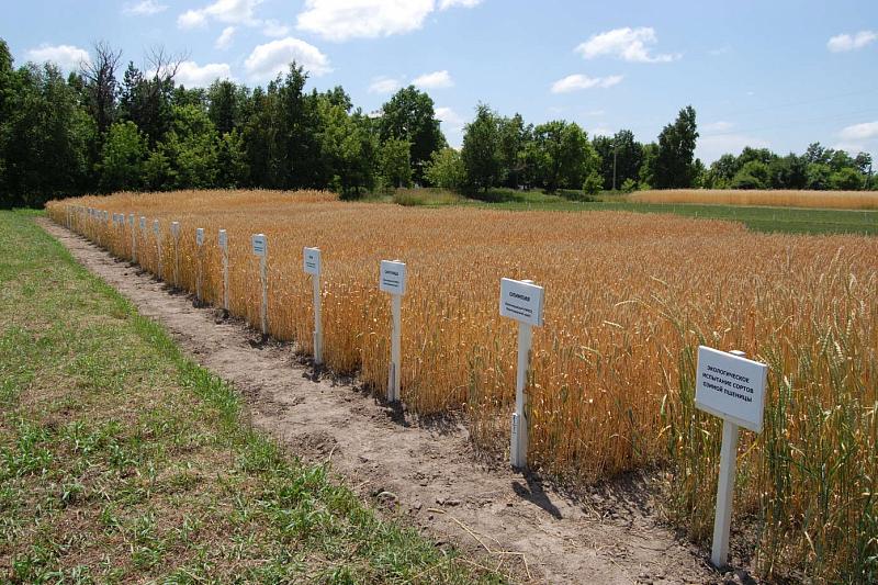 Краснодарский край остается ведущим регионом по производству семян основных пшеницы и ячменя