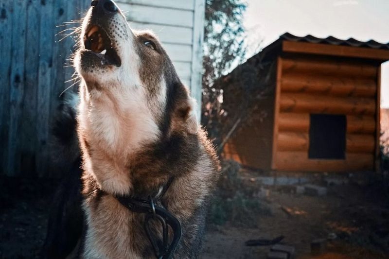 Штраф 200 тысяч: в России начнут наказывать чиновников за нападение бездомных собак