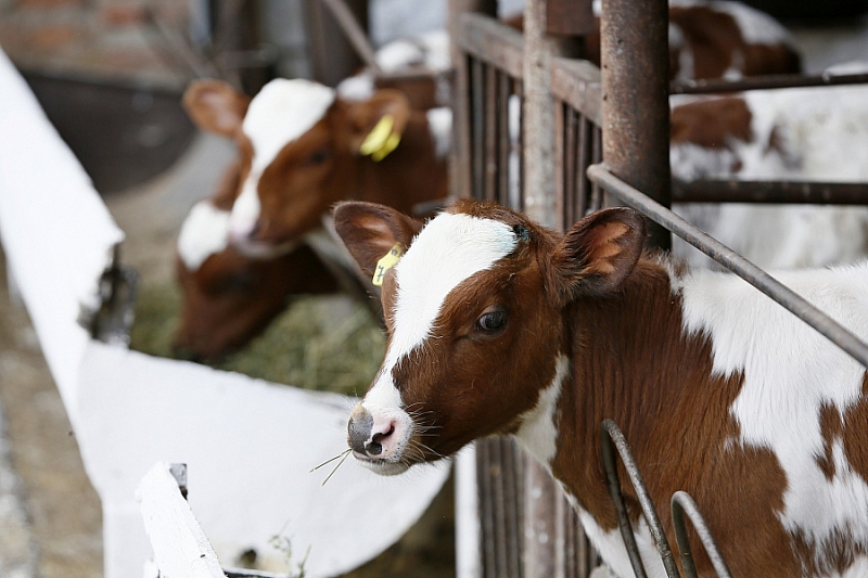 В Краснодарском крае с начала года выросло поголовье крупного рогатого скота