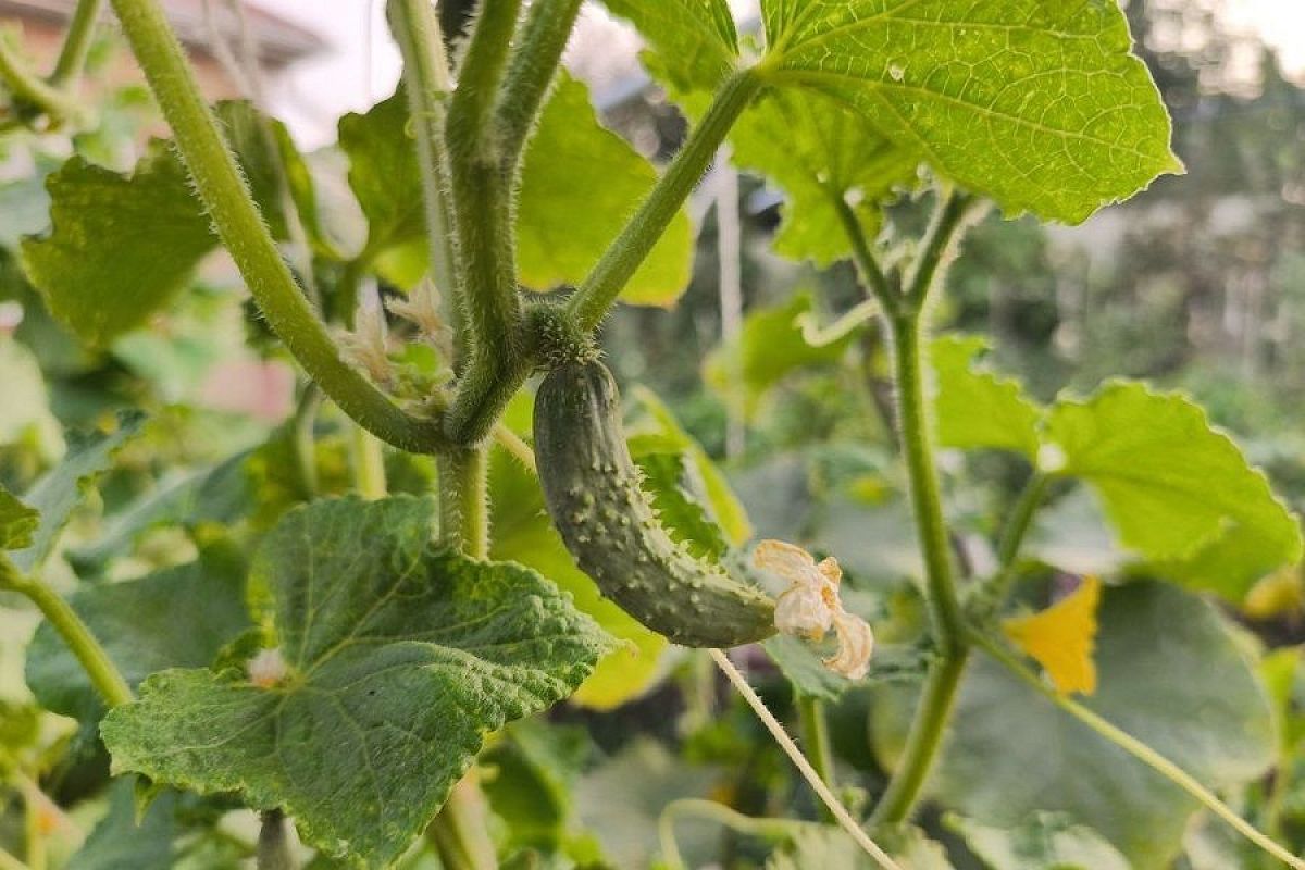 Огурец «крючком»: одна причина – простое решение